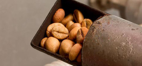 פולים קלויים - בקלייה כהה יותר יש פחות קפאין